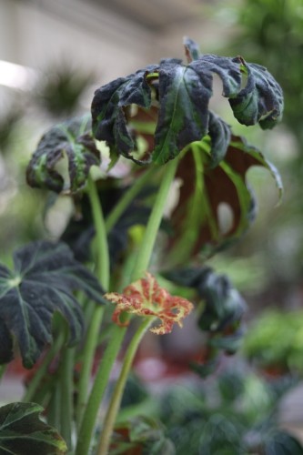 Begonia DRACO