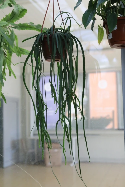 Lepismium bolivianum (3).JPG