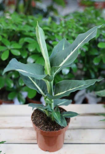 Dieffenbachia Green Magic