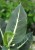 Dieffenbachia Green Magic (1)