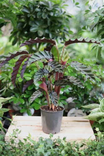 Calathea 'Velvet Glory'