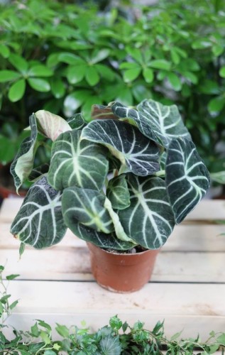 Alocasia Ninja