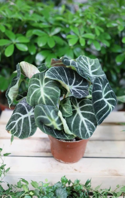 Alocasia Ninja