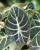 Alocasia Ninja (1)