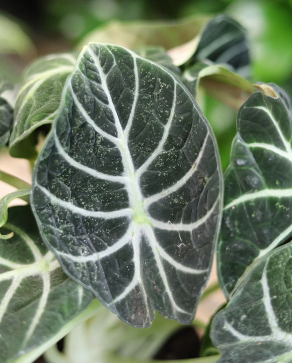 Alocasia Ninja (1)