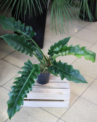 Philodendron Narrow Escape