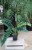 Philodendron Narrow Escape (1)