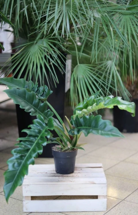 Philodendron Narrow Escape (1)