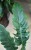 Filodendron
