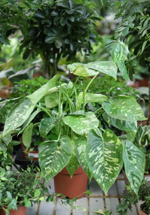 Adelonema wallisii 'Camouflage'