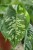 Homalomena