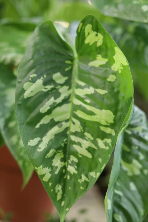 Homalomena