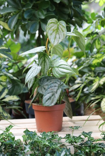 Philodendron Brandtianum (Filodendron) M (2).JPG