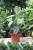 Philodendron Brandtianum (Filodendron) M (2).JPG