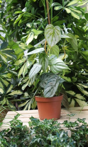 Philodendron Brandtianum (Filodendron) M (1).JPG