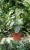 Philodendron Brandtianum (Filodendron) M (1).JPG