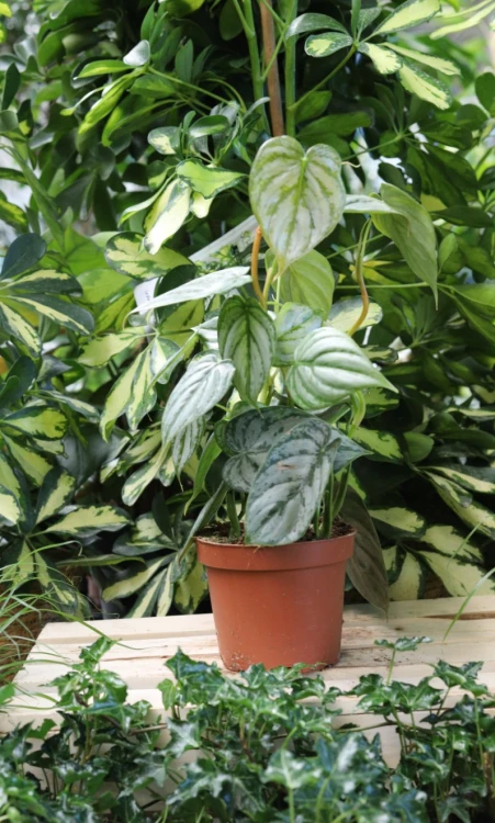 Philodendron Brandtianum (Filodendron) M (1).JPG