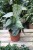 Philodendron Brandtianum (Filodendron) M (3).JPG