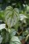 Philodendron Brandtianum (Filodendron) M (4).JPG