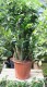 Zamioculcas zamiifolia Zenzi L (1).JPG