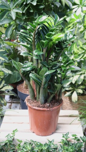Zamioculcas zamiifolia Zenzi L (2).JPG
