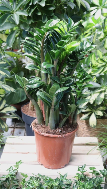 Zamioculcas zamiifolia Zenzi L (2).JPG