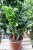 Zamioculcas zamiifolia Zenzi L (3).JPG