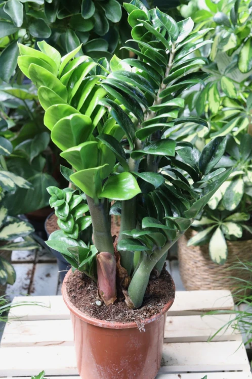 Zamioculcas zamiifolia Zenzi L (3).JPG