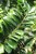 Zamioculcas zamiifolia Zenzi L (4).JPG