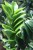 Zamioculcas zamiifolia Zenzi L (5).JPG