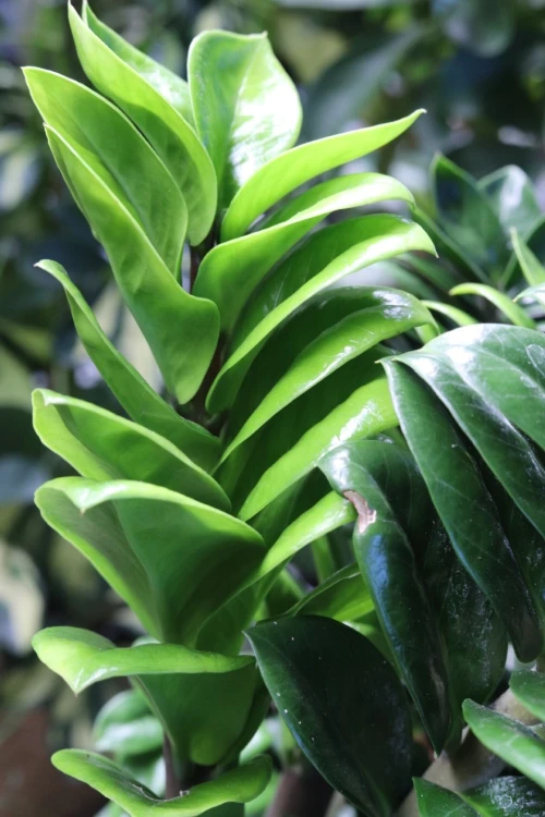 Zamioculcas zamiifolia Zenzi L (5).JPG