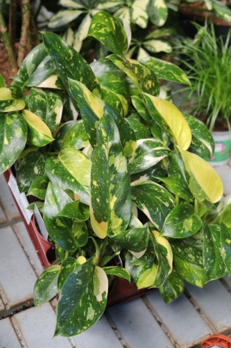Philodendron Green Congo Variegata (Filodendron) (1).JPG