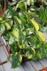 Philodendron Green Congo Variegata (Filodendron) (1).JPG