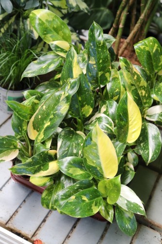 Philodendron Green Congo Variegata (Filodendron) (2).JPG