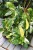 Philodendron Green Congo Variegata (Filodendron) (2).JPG