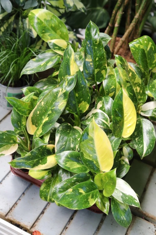 Philodendron Green Congo Variegata (Filodendron) (2).JPG