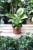 Philodendron Green Congo Variegata (Filodendron) (3).JPG