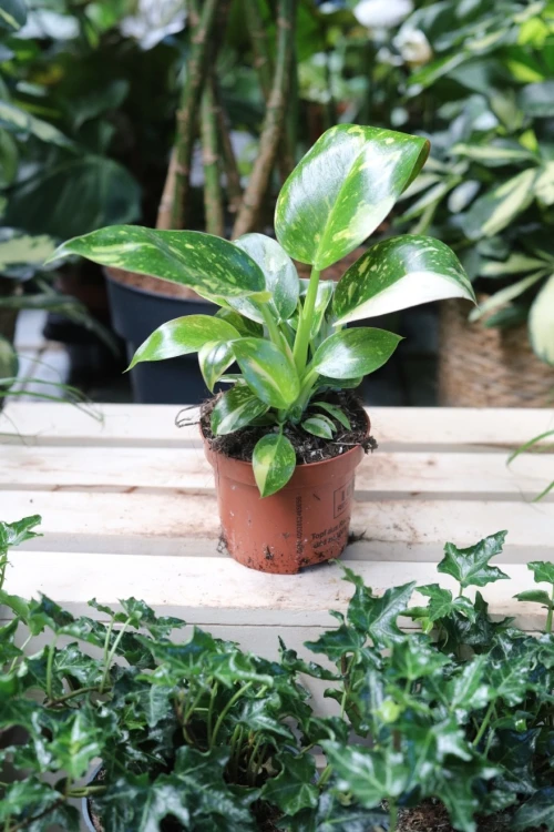 Philodendron Green Congo Variegata (Filodendron) (3).JPG