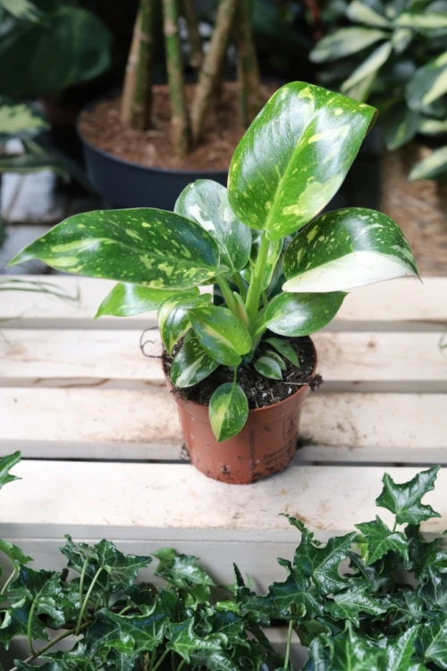 Philodendron Green Congo Variegata (Filodendron) (4).JPG