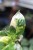 Philodendron Green Congo Variegata (Filodendron) (5).JPG