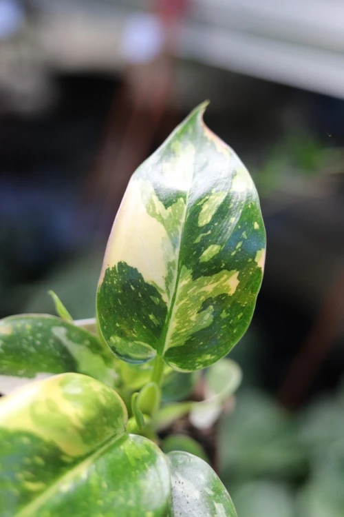 Philodendron Green Congo Variegata (Filodendron) (5).JPG