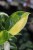 Philodendron Green Congo Variegata (Filodendron) (6).JPG