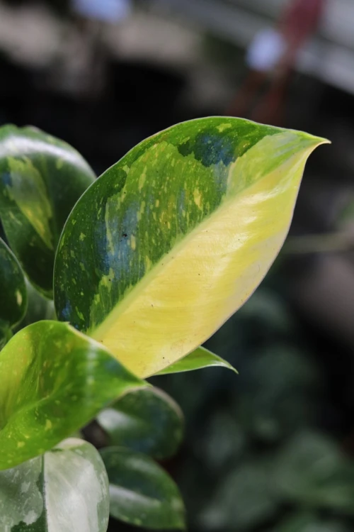 Philodendron Green Congo Variegata (Filodendron) (6).JPG