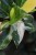 Philodendron Green Congo Variegata (Filodendron) (7).JPG