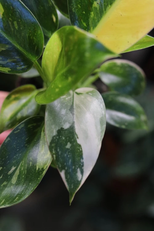 Philodendron Green Congo Variegata (Filodendron) (7).JPG