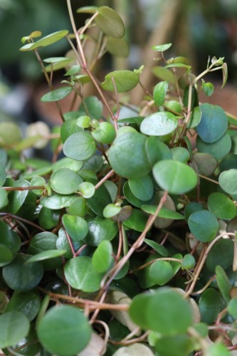Peperomia prostrata ‘Pepperspot’ (2).JPG