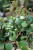 Peperomia prostrata ‘Pepperspot’ (2).JPG