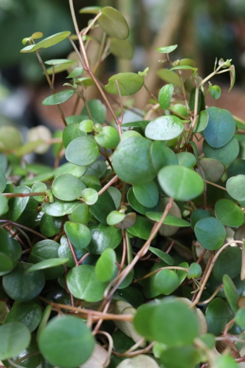 Peperomia prostrata ‘Pepperspot’ (2).JPG