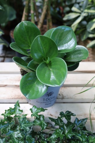 Peperomia obtusifolia (Peperomia tępolistna).JPG