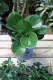 Peperomia obtusifolia (Peperomia tępolistna).JPG